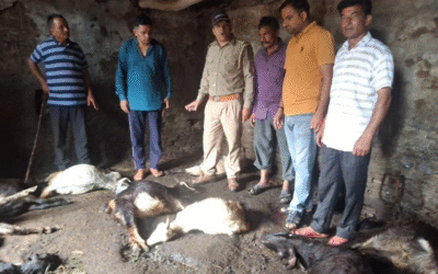 चिन्यालीसौड़: गुलदार ने 25 बकरियों को बनाया निवाला, दहशत में लोग