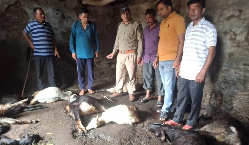 चिन्यालीसौड़: गुलदार ने 25 बकरियों को बनाया निवाला, दहशत में लोग