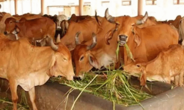 पशुपालन व स्वास्थ्य विभाग गांवों में लगा रहा स्वास्थ्य जांच शिविर