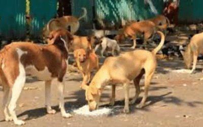 चंडीगढ़ : सार्वजनिक स्थानों पर आवारा कुत्तों को खाना खिलाने पर 10 हजार का जुर्माना