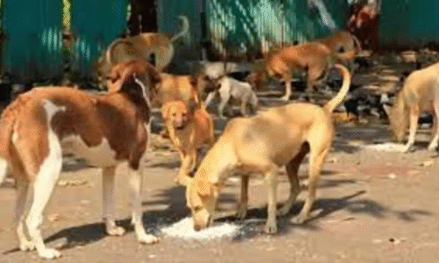 चंडीगढ़ : सार्वजनिक स्थानों पर आवारा कुत्तों को खाना खिलाने पर 10 हजार का जुर्माना