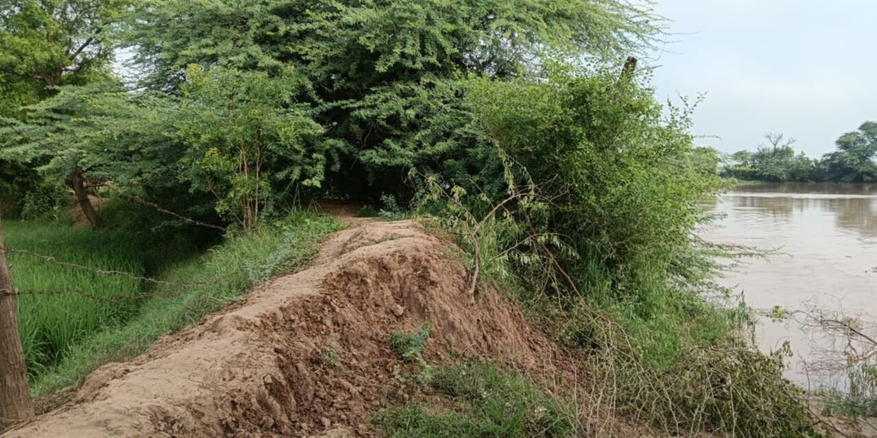 सिंचाई विभाग द्वारा कमजोर तटबंधों को निरंतर किया जा रहा है मजबूत
