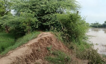 सिंचाई विभाग द्वारा कमजोर तटबंधों को निरंतर किया जा रहा है मजबूत
