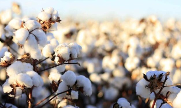 आढ़तियों के माध्यम से की जाए नरमा की खरीद- मेहता