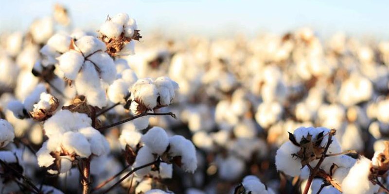 आढ़तियों के माध्यम से की जाए नरमा की खरीद- मेहता