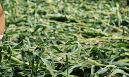 सीजेएम प्रवीण अपील की सभी जिला निवासियों से अनुरोध किया की वे अपने आस-पास के लोगों को क्षतिपूर्ति पोर्टल के बारे में जानकारी दें