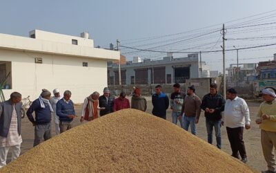 धान 1121 की आवक में रिकॉर्ड बढ़ोतरी, बीते साल से 1.26 लाख क्विंटल अधिक पहुंची मंडी में