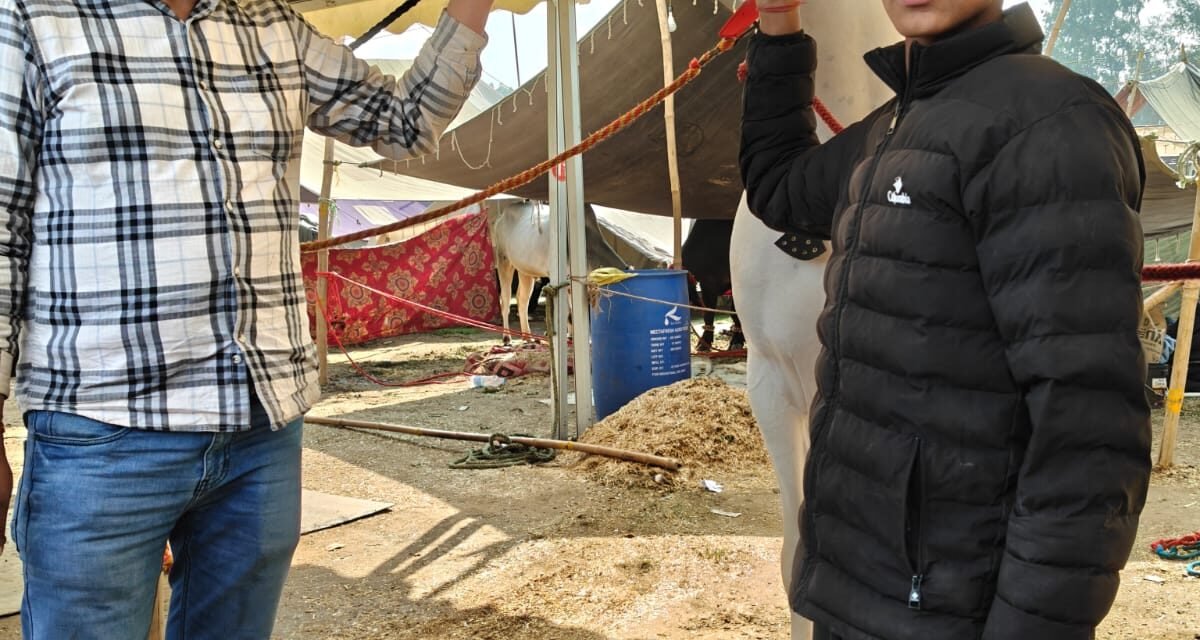 लहरियां के पूर्व सरपंच का ‘बादशाह’ घोड़ा राज्य स्तरीय मेले में द्वितीय, 50 लाख लग चुकी कीमत