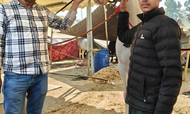 लहरियां के पूर्व सरपंच का ‘बादशाह’ घोड़ा राज्य स्तरीय मेले में द्वितीय, 50 लाख लग चुकी कीमत